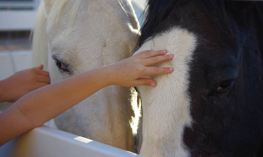 Come "Lavish Your Heart" ~ Join us for WHY Ranch's 3rd Annual "ROUND-UP" Celebration!!