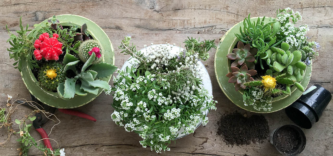 Shallow cement enjoy the simple life succulent herb garden pots planters