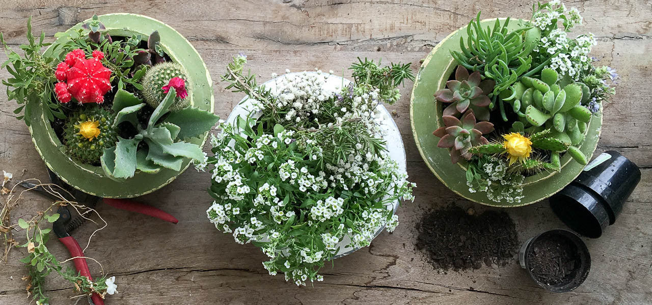 Olive green shallow cement garden herb succulent flower pot planter