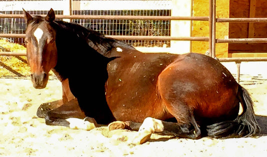 Meet Pumpkin! . . . a White Horse Youth Ranch-resident