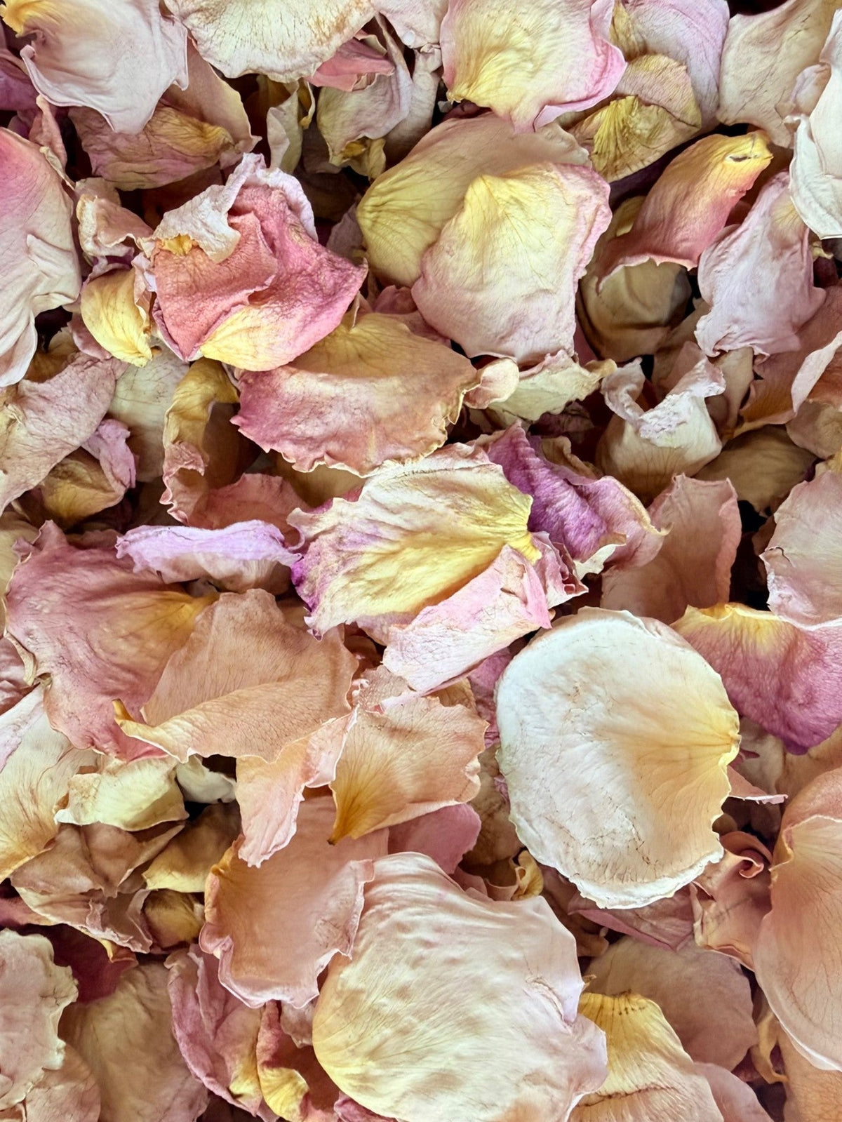 Vintage Blush dried petals in soft cream, blush, and peach with naturally curled and varied edges