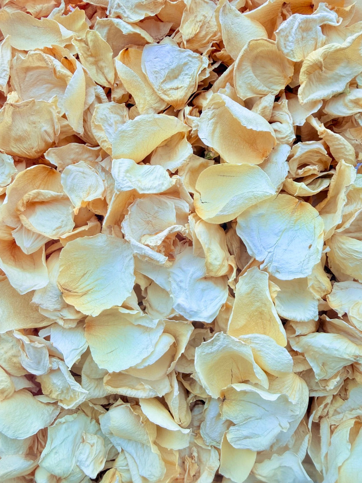Ivory Buttercream: Ivory yellow · pale butter, with naturally varied shapes and textures