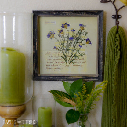 Romantic Bachelors buttons floral botanical framed art print rustic Lavish three 3