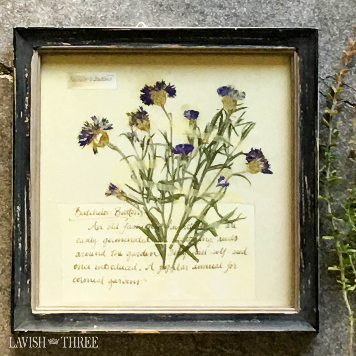 Romantic Bachelors buttons floral botanical framed art print rustic Lavish three 3