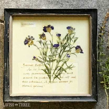 Romantic Bachelors buttons floral botanical framed art print rustic Lavish three 3