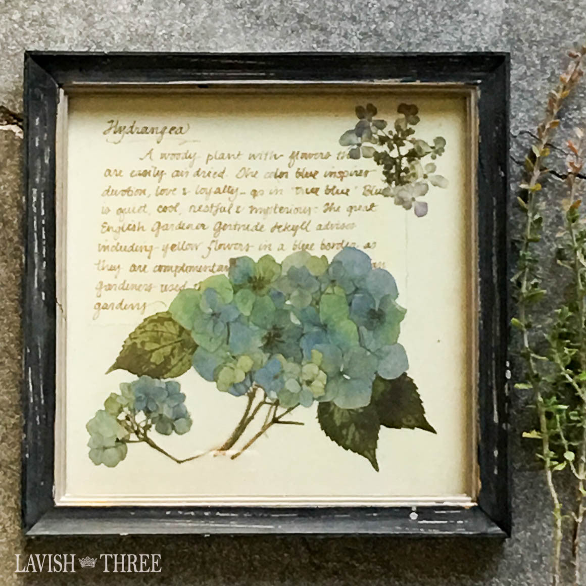 Blue hydrangea framed botanical floral print cottage chic vintage decor Lavish three 3