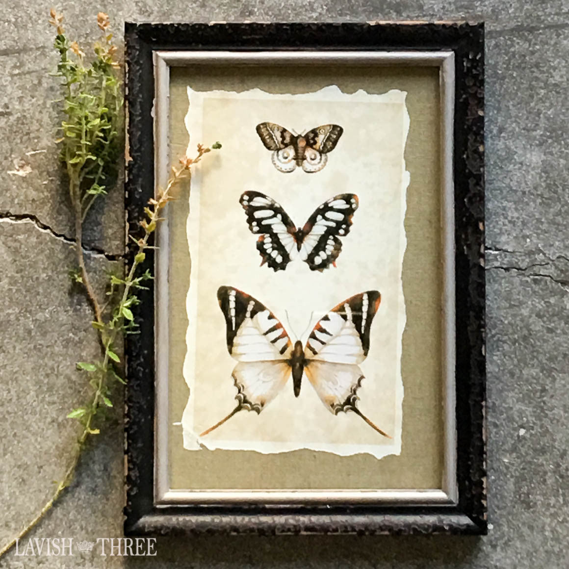 Butterfly moth insect print vintage distressed wood frame