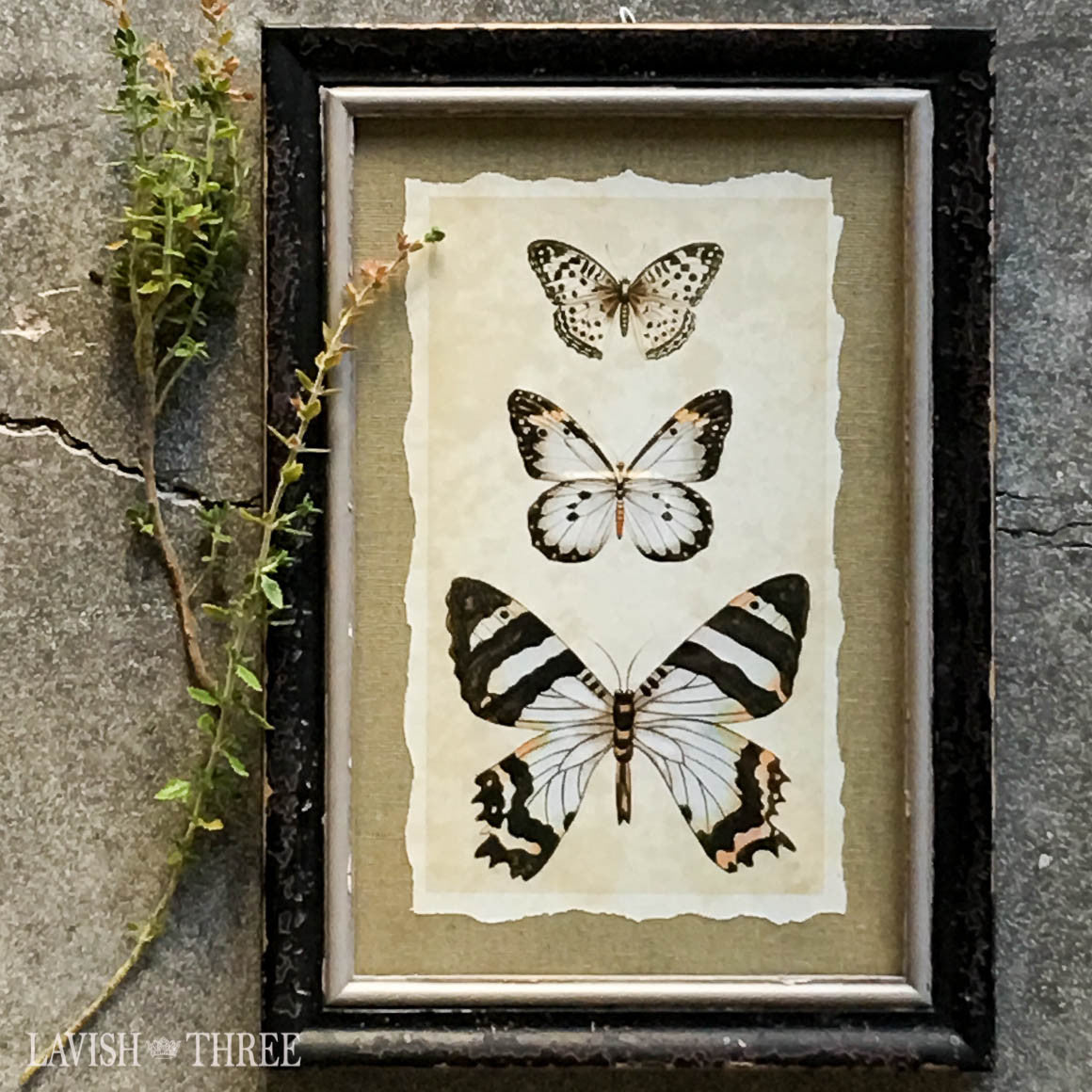 Distressed wood frame soft black butterfly vintage insect print wall decor